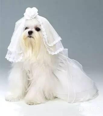 不能低头，头纱会掉