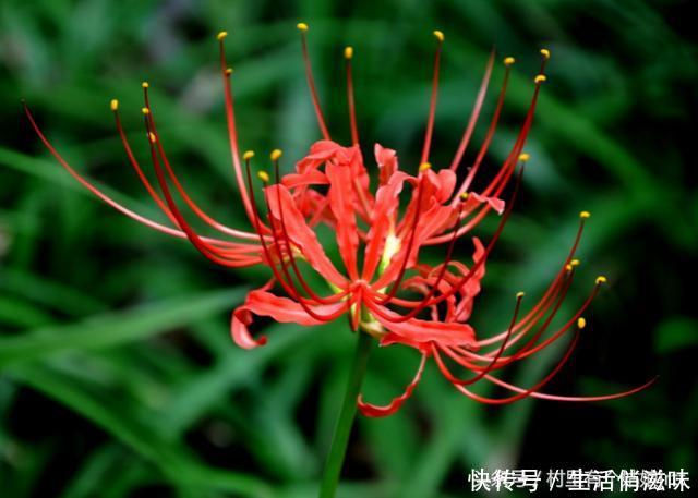 代表着爱情的彼岸花,有着很特殊的意义,还可以