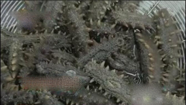 《快乐生活一点通》20180201 进食佳品:海参 《快乐生活一点通》20180201 进食佳品:海参