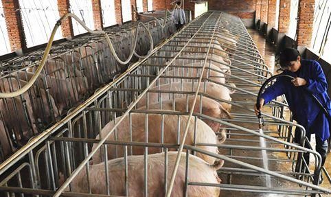 为什么猪价跌的这么惨?看了这个数字也许你就