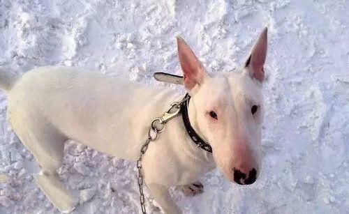 地球上10大最凶猛的犬,牛头梗第九,高加索第二