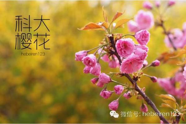石家庄赏花攻略:河北科技大学的樱花开了! 石家庄赏花攻略:河北科技大学的樱花开了!