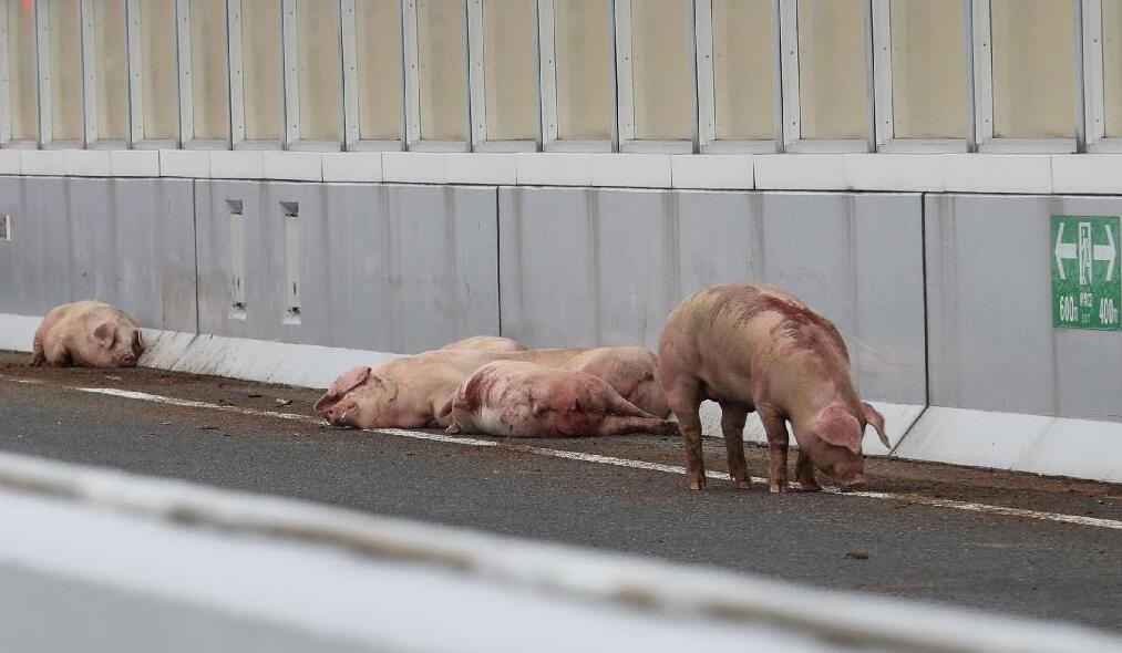 日本车祸致19只猪高速路上"散步" 警察上阵抓猪(组图)