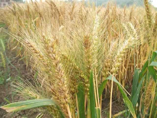 2018年小麦减产,优质麦到底能卖到多少钱?