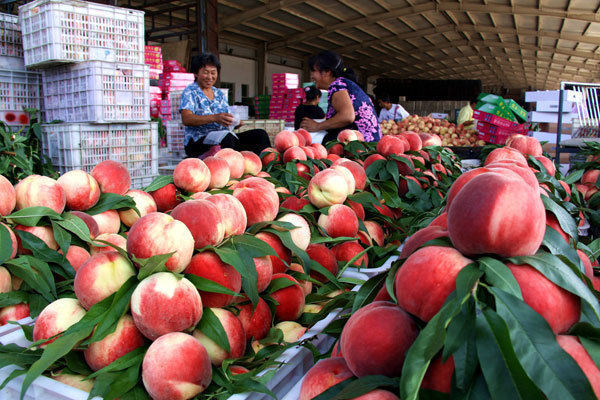 (图:全国闻名的平谷大桃已进入晚熟期)