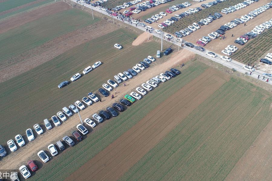 村民春节改麦田为停车场 一天收入2000元