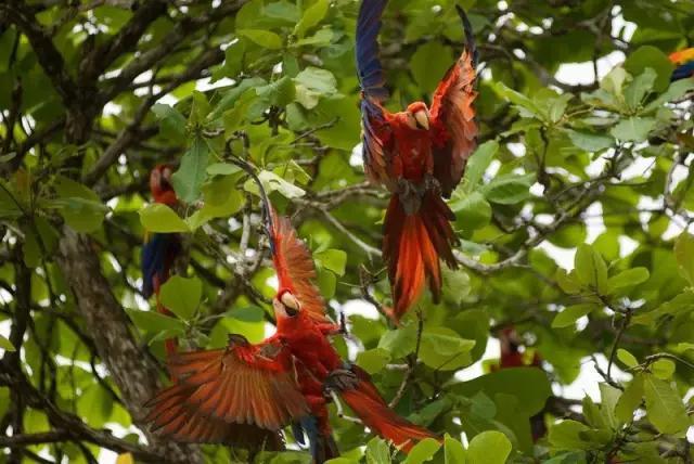 亚马逊河杀手排行榜,遇到他们要赶快跑!