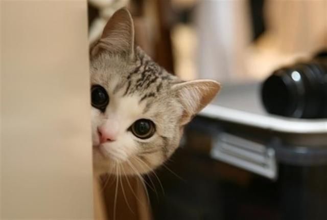 主人呼唤小奶猫,下一秒猫咪反应把人融化