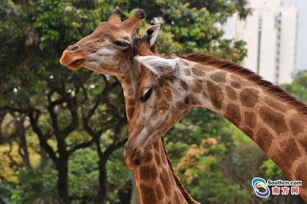 动物七夕秀恩爱:火烈鸟比翼连枝 动物七夕秀恩爱:火烈鸟比翼连枝
