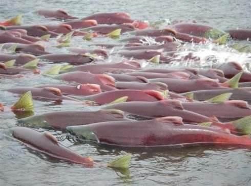 三文鱼还有不同种类?需要火眼金睛来辨别!你吃