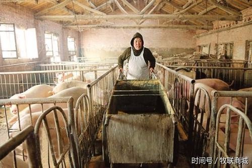 农村养猪以后还能赚钱吗 行业专家预测2018年