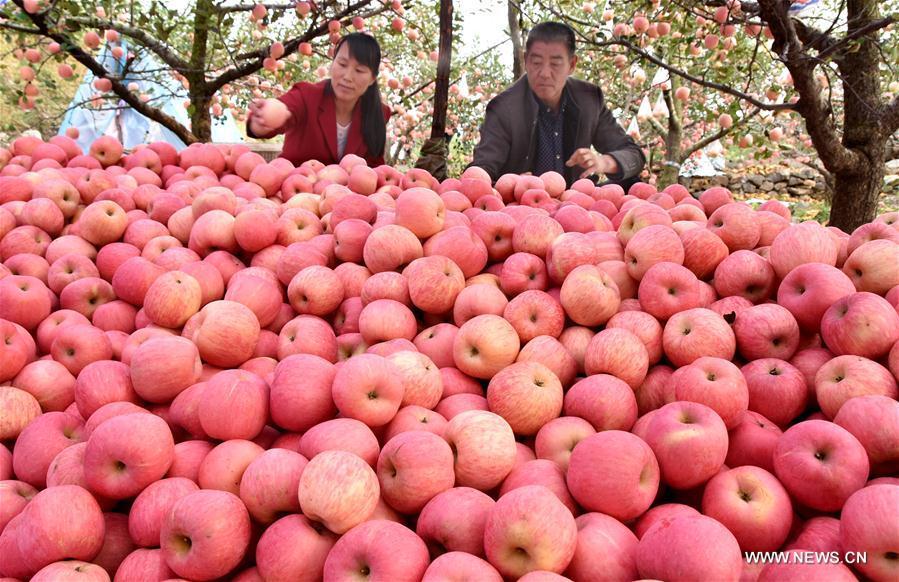 山东：30万亩苹果丰收