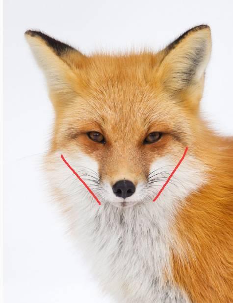 刘亦菲杨幂赵丽颖,究竟什么脸型容易出现双下