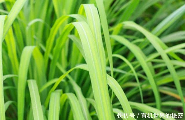 农村随手可摘的一种草,可清头油去头屑,怎么用