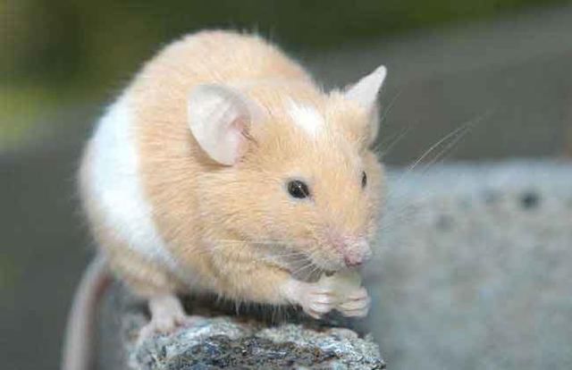 家里有老鼠怎么办才好 驱赶老鼠最有效的方法