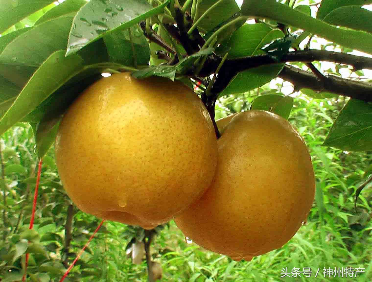 湖北枝江特产百里洲砂梨