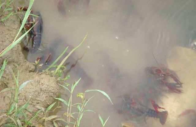 农村养殖小龙虾,小面积收入翻番,这一招你可以