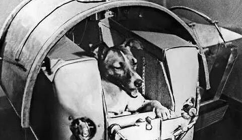 盘点那些在科学技术上为人类做出巨大贡献的狗