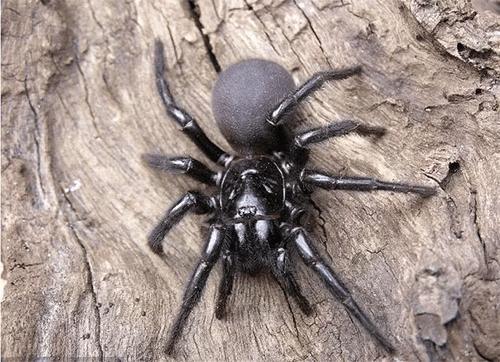 世界上10大最毒蜘蛛排行榜,黑寡妇进不了前