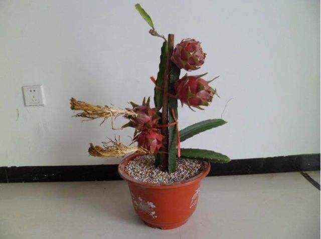 坏掉的火龙果,种子留下来种杯子里,就能长出漂