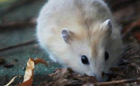 生肖鼠的今年运势好不好?给你简单分析一下!