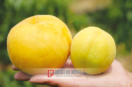 "这种巨无霸黄桃,一共发现了五六个."任克伟说.