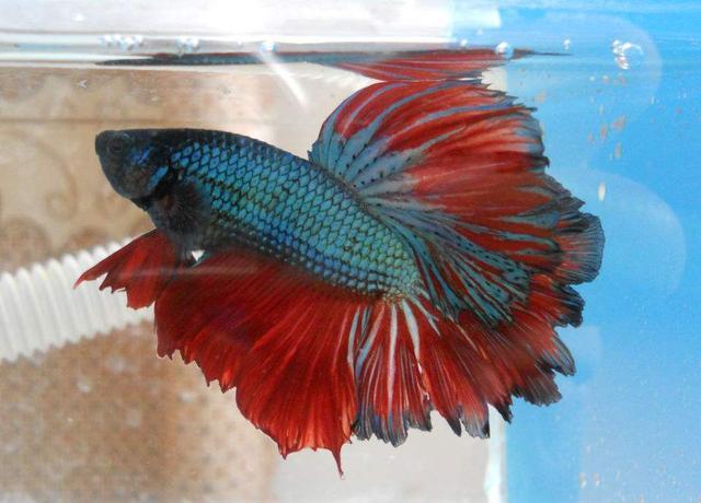 这种鱼吃蚊子幼虫,农村水沟中最常见!现作为观