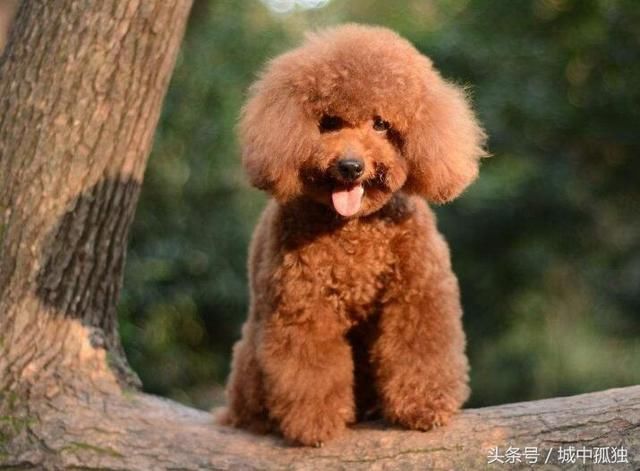 泰迪为什么很色,你知道吗?这样的泰迪,你又知