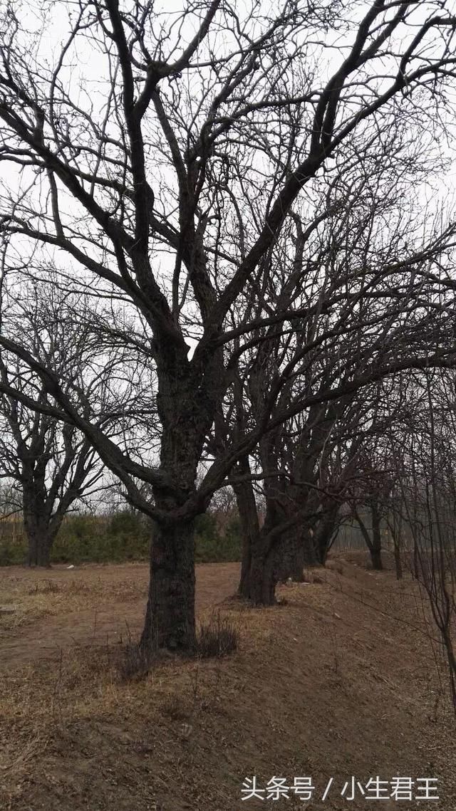 我家门前有两棵树,一棵是枣树,一棵还是枣树,是