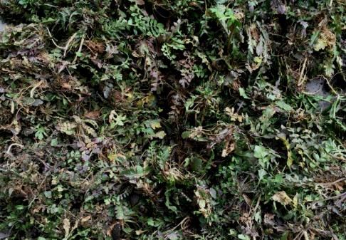 他种植野菜受热抢 推广旅游野菜卖不停