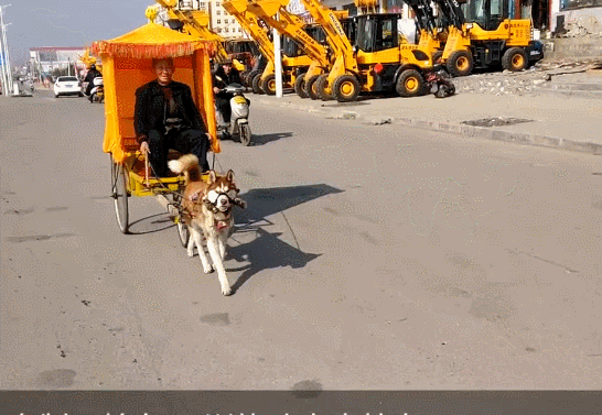 德牧被主人摸烦了,狗狗猛揣一脚封喉杀:摸够了没,踹你丫的