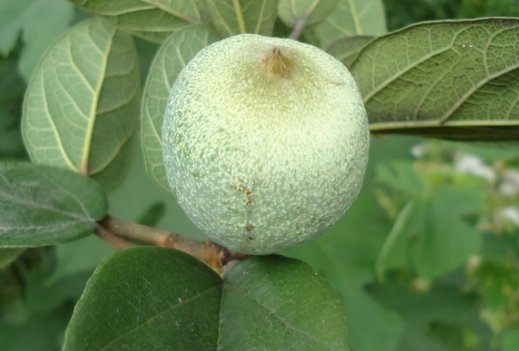凉粉果是一种野果,夏季天气热,村里人拿来搓凉粉,非常天然美味
