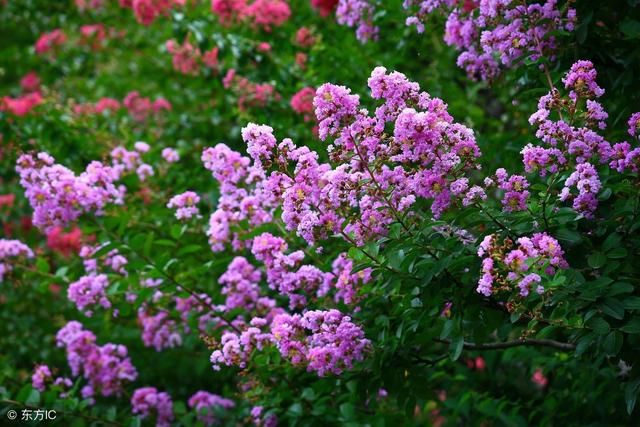 全国各地城市市花市树大全,你知道自己所在城