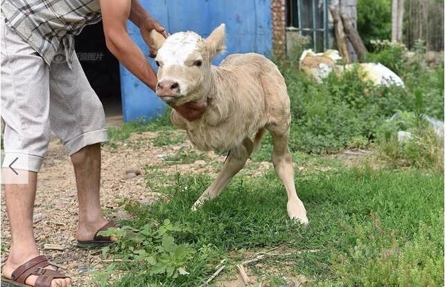 两条腿的牛、两个头的猫、两条尾巴的鹿 这些