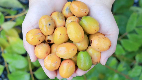 9颗野山枣擂成一颗,传承千年的维生素C丸,软糯开胃0脂肪 9颗野山枣擂成一颗,传承千年的维生素C丸,软糯开胃0脂肪