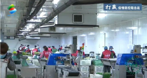 四季绿农业蔬菜送一线 心系疫情稳定市场(图7) 四季绿农业蔬菜送一线 心系疫情稳定市场(图7)