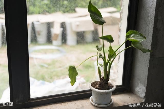 孕妇不能养的四类花,如果家里有的赶紧送人!