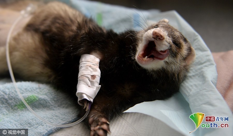 进口宠物貂长肿瘤 做手术哇哇哭