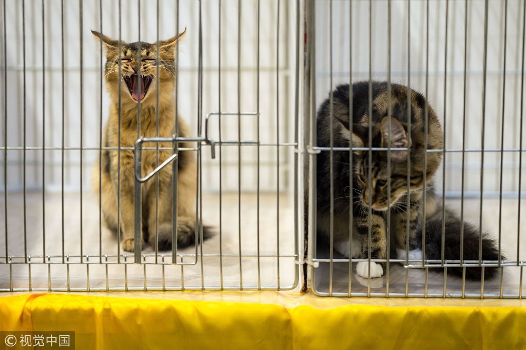 当地时间2018年10月27日，英国伯明翰，当地举办第42届“冠军猫展”，800多只各种品种的猫咪亮相参展。“冠军猫展”是欧洲最大的猫咪盛会之一。