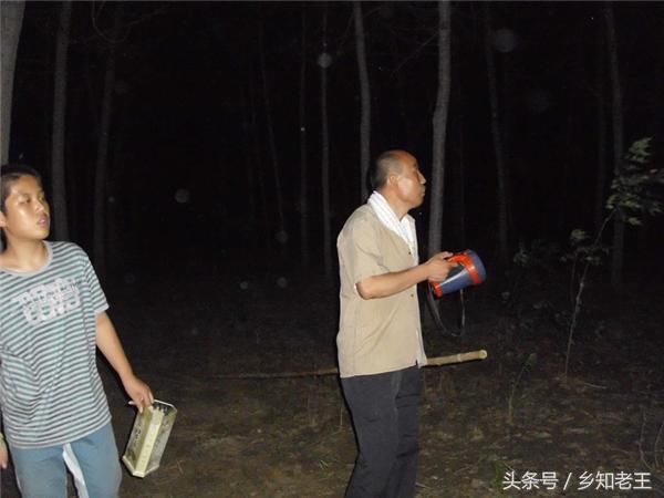 一群农村人半夜不睡觉在树林乱转,一晚能赚三