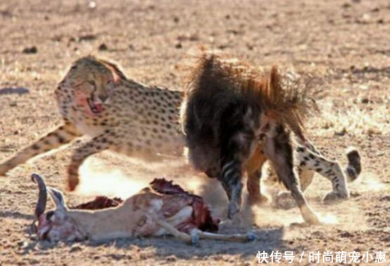 鬣狗公然抢夺猎豹食物,被猎豹扇了一巴掌,结局