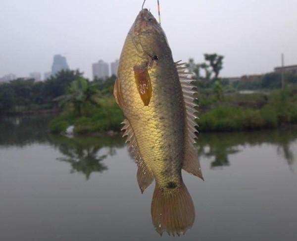 大口鯰魚和鬍子鯰,其中胡子鯰又名塘鯴,細分又可以分為本地塘鯴和埃及