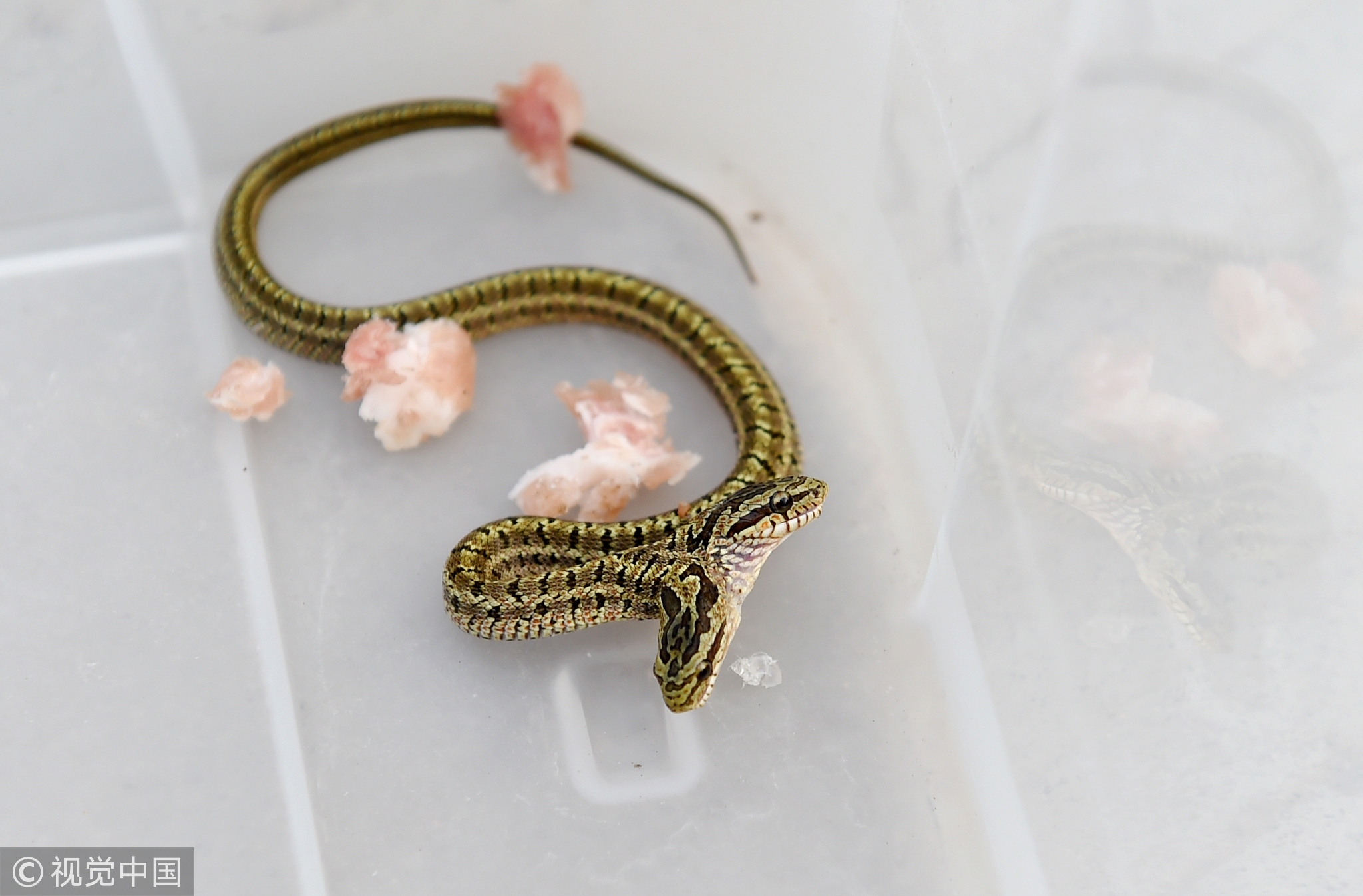 目前，双头小蛇已被送到周山森林公园野生动物救助站。