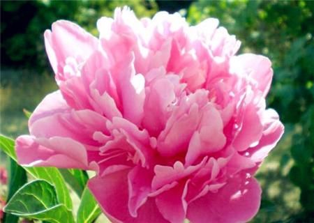 花中之王牡丹什么时候种植最好?什么时候开