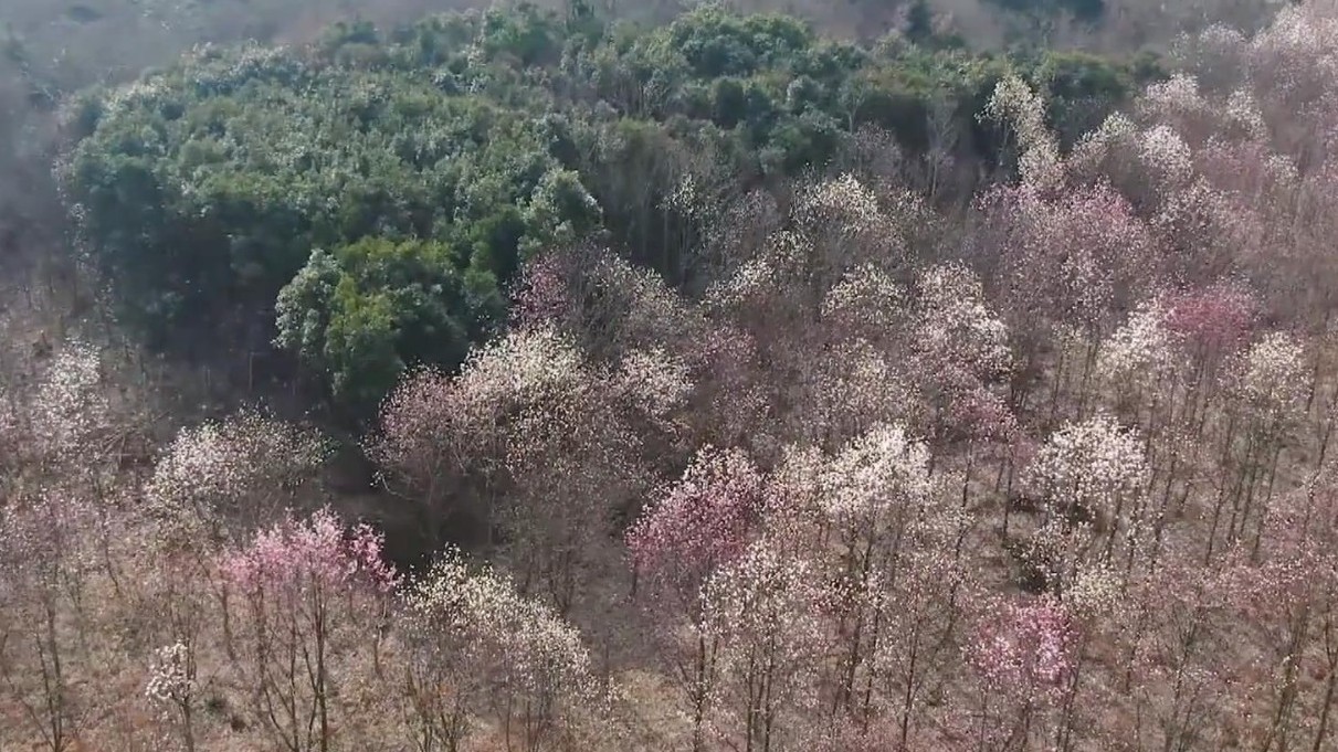 一起感受春天的气息!宝华玉兰花开满山美不胜收 一起感受春天的气息!宝华玉兰花开满山美不胜收