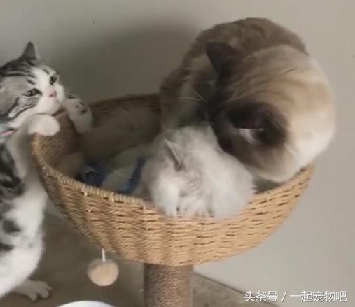 猫咪情侣卿卿我我,单身猫:老子就这么盯着你,看