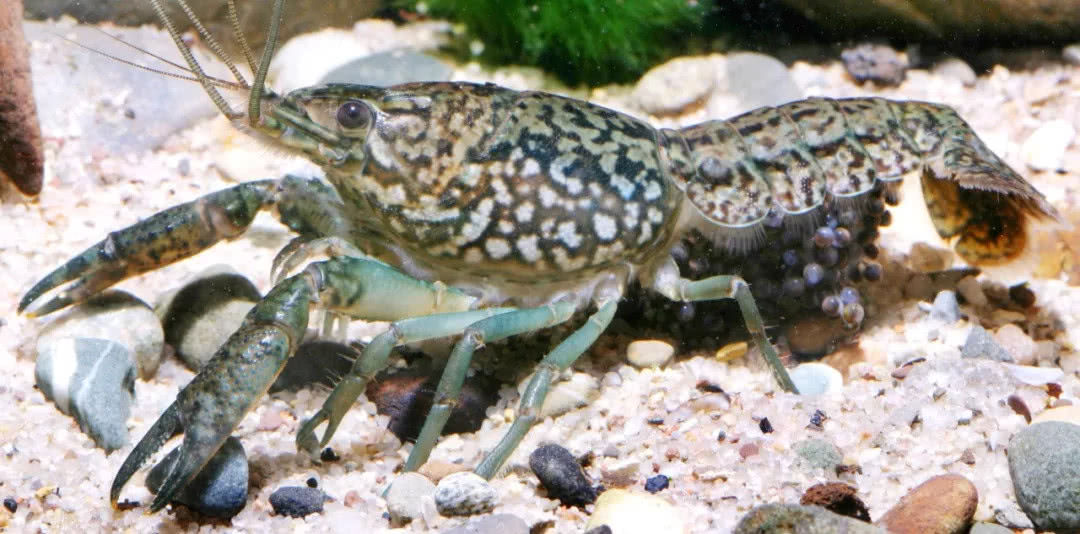 一种基因变异的小龙虾自我复制繁殖力惊人,后