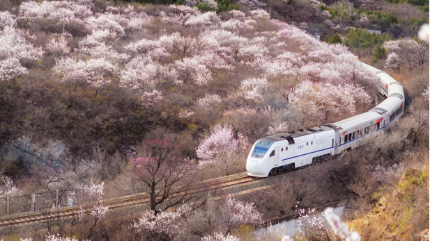 周末去哪 | “赏花专列”“最美公路”,驶入春日花海,你pick哪种? 周末去哪 | “赏花专列”“最美公路”,驶入春日花海,你pick哪种?