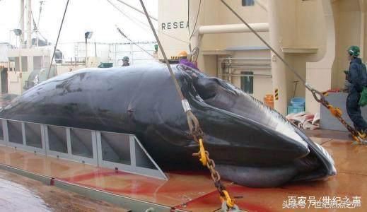 利欲熏心!日本人捕杀鲸鱼,连国际都管不了?!
