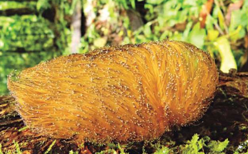 热带雨林特别鸟类:遇危险时生长出金黄色毛发